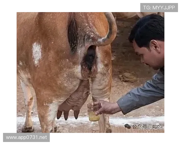 张琳芃家的狗都吃进口牛肉了